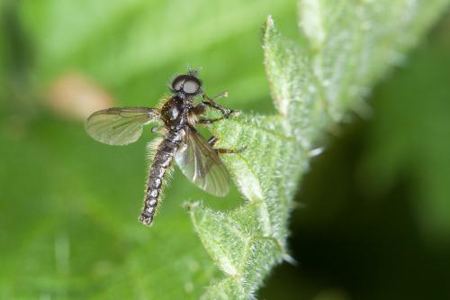 Réf. 202 039 : Bibio lanigerus