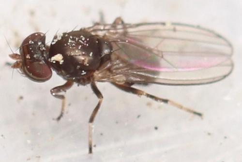 Aulacigaster sp.