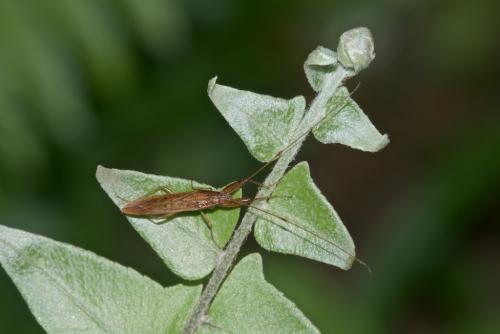 Pachygrontha bipunctata
