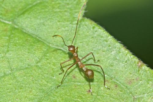 Riptortus sp.