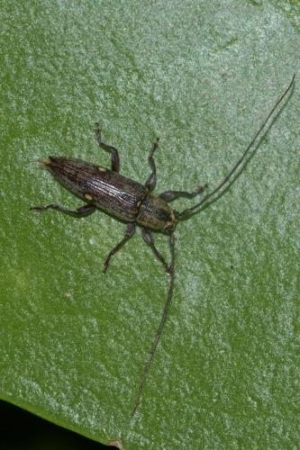 Sybra bipunctata