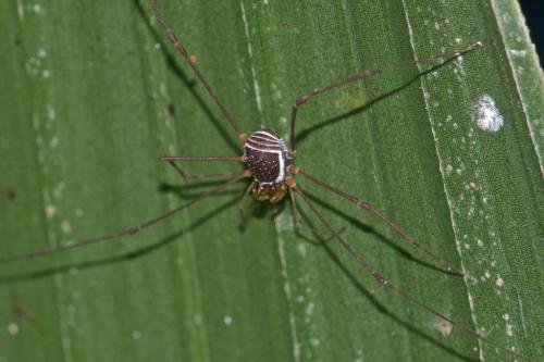 Ibalonius jagori