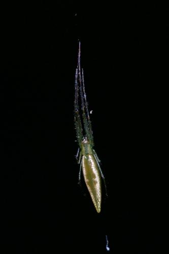 Tetragnatha sp.