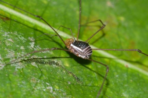 Ibalonius jagori