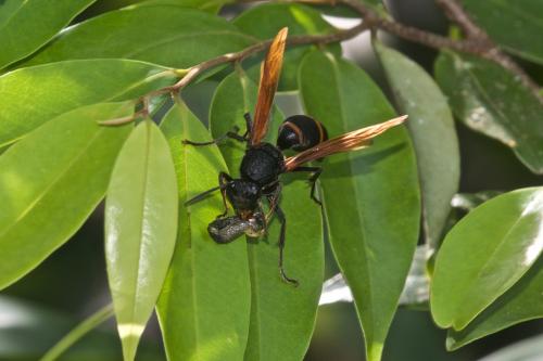 Polistes sp.