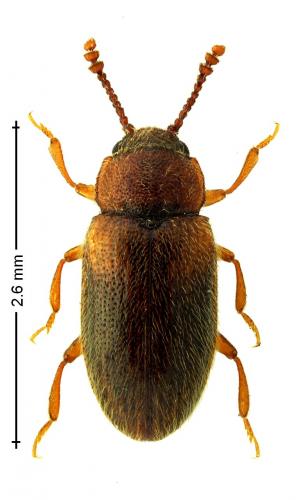 Cryptophilus obliteratus