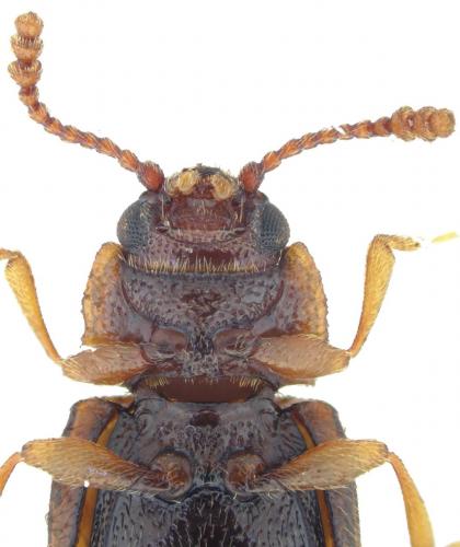 Cryptophilus obliteratus
