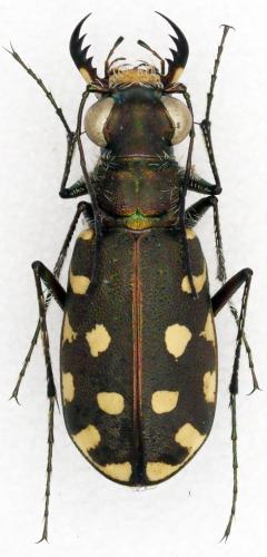Réf. 202 875 : Calomera littoralis aulicoides