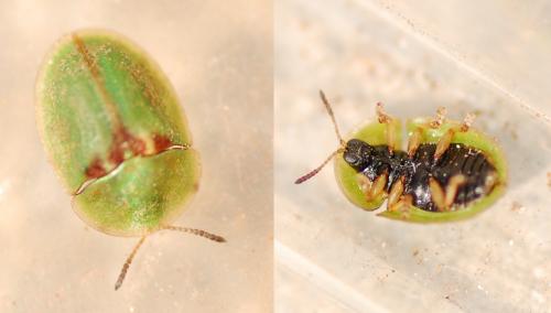 Réf. 202 991 : Cassida denticollis