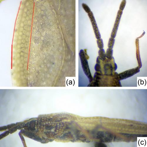 Catoplatus carthusianus