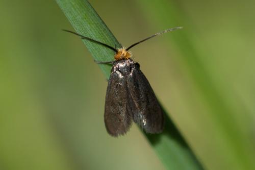 Cauchas rufifrontella