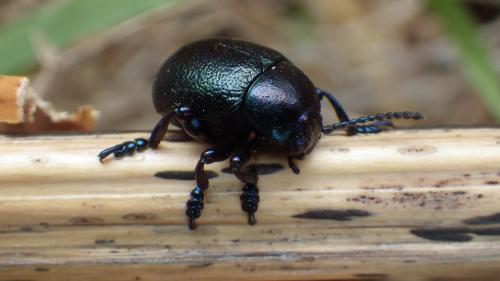 Timarcha goettingensis