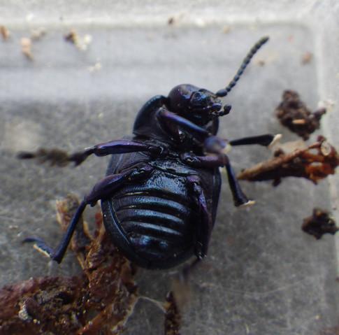 Timarcha goettingensis