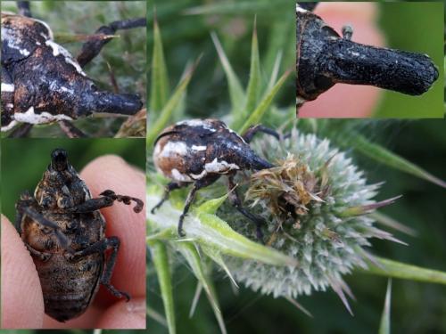 Réf. 202 170 : Larinus onopordi