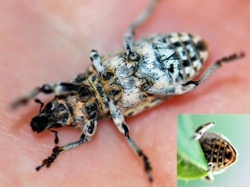 Bothynoderes affinis