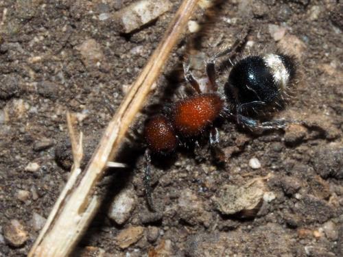 Cystomutilla ruficeps