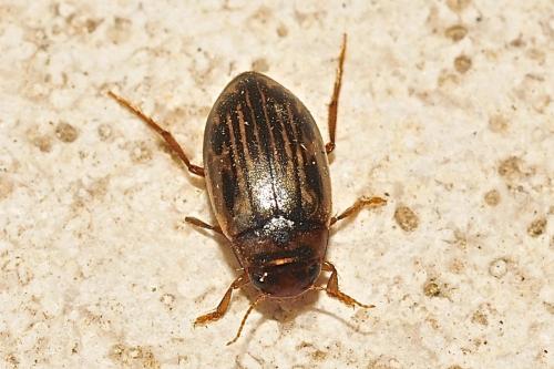 Réf. 202 217 : Hygrotus impressopunctatus