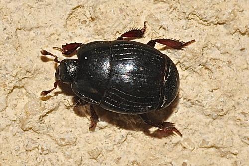 Atholus praetermissus