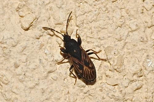 Réf. 202 358 : Icus angularis
