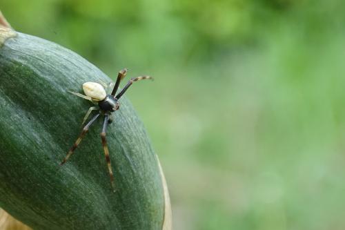 Misumena vatia