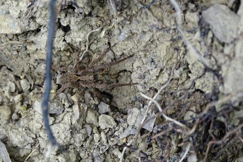 Alopecosa albofasciata