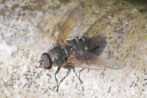 Pollenia sp.