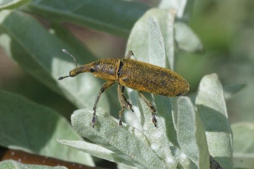 Réf. 202 846 : Lixus pulverulentus