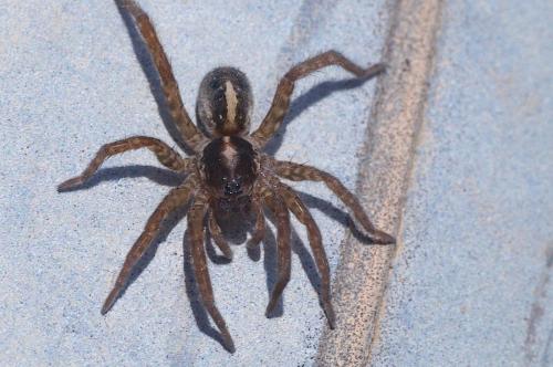 Arctosa fulvolineata