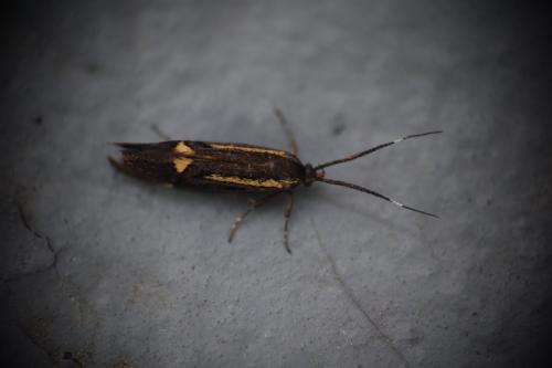 Esperia sulphurella