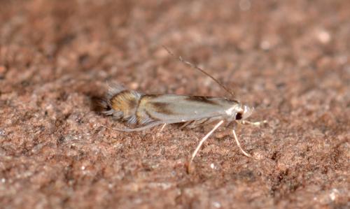 Phyllocnistis unipunctella