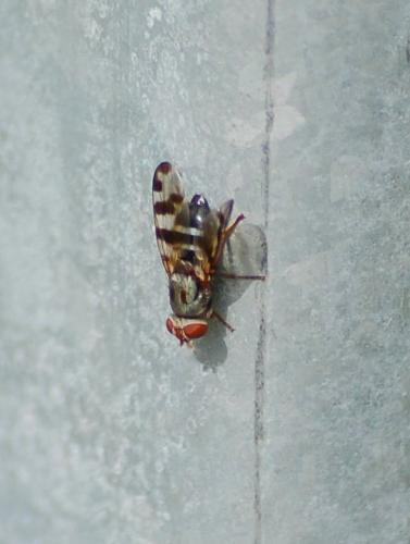 Réf. 202 616 : Ceroxys hortulana