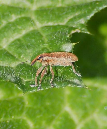Réf. 202 617 : Lixus sp.