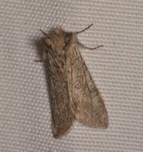 Réf. 202 147 : Achlya flavicornis