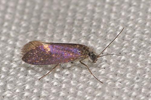 Eriocrania sp.