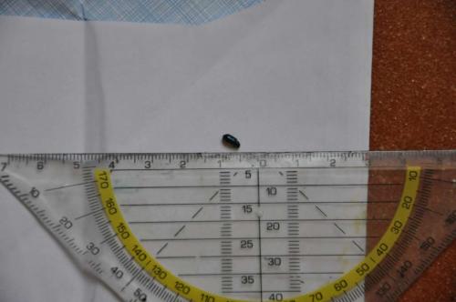 Korynetes sp.