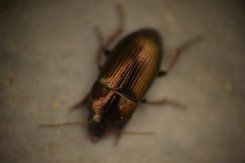 Amara sp.