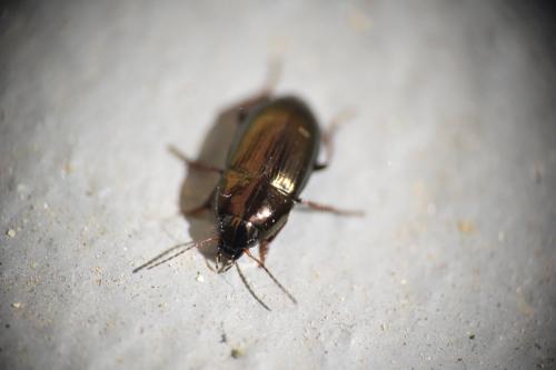 Amara sp.