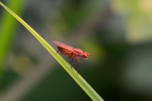 Tetanocera arrogans