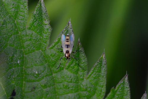 Cricotopus trifasciatus