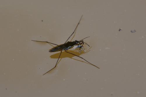 Gerris sp.