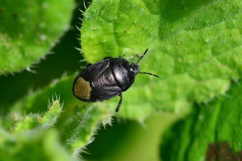 Réf. 202 718 : Sehirus sp.