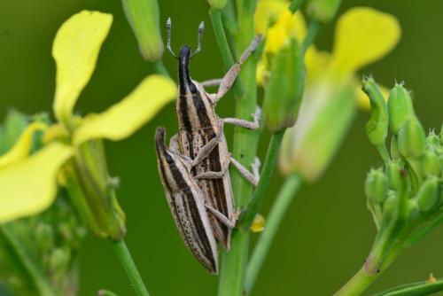 Lixus anguinus