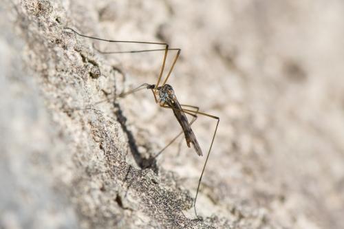 Dactylolabis sexmaculata