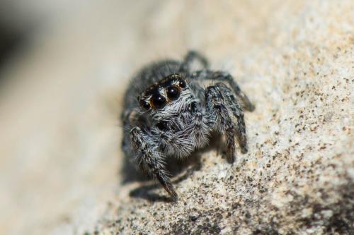 Philaeus chrysops