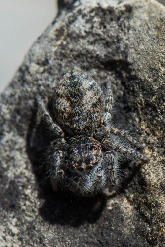 Philaeus chrysops