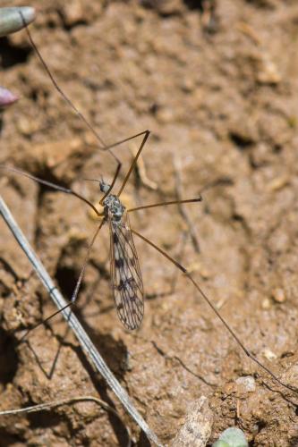 Réf. 202 354 : Dactylolabis sexmaculata