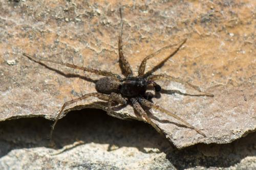 Pardosa sp.