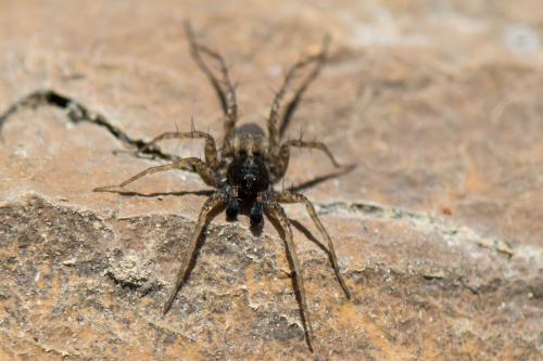 Pardosa sp.