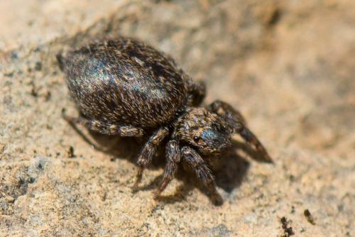 Réf. 202 396 : Euophrys rufibarbis