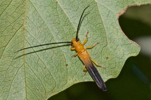 Réf. 202 212 : Oberea sp.